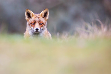 red fox portrait