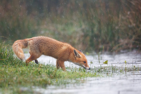 red fox near the water