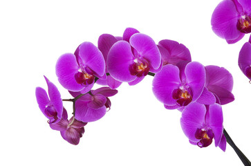Fototapeta na wymiar Violet orchid
