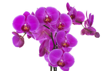 Fototapeta na wymiar Branch of violet orchid