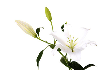 White lily
