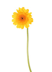 Naklejka premium Yellow flower