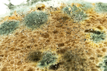 Bread Mold