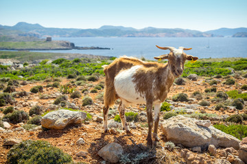 Goat at Cap de Cavalleria, Menorca