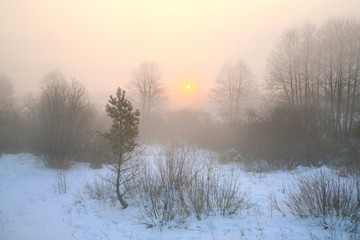 sunrise in winter forest