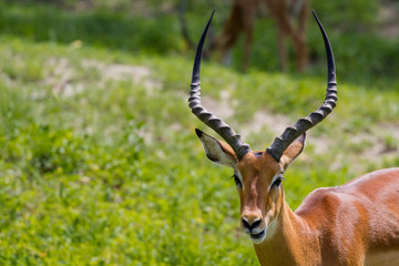 Impala mâle
