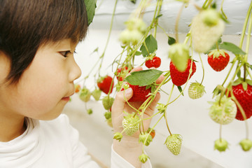 Naklejka premium イチゴ狩りする男の子