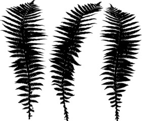 set of three black fern leaves silhouettes on white