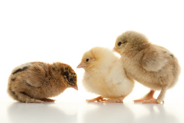 Small fluffy chickens