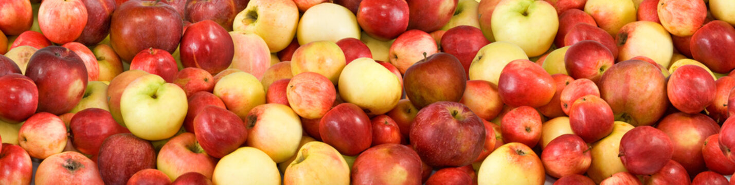 image of many ripe apples