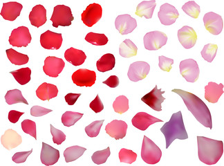 red and pink flower petals isolated on white