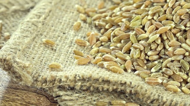 Heap of Green Spelt (not loopable 4K UHD footage)