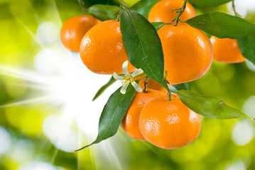 ripe tangerine closeup