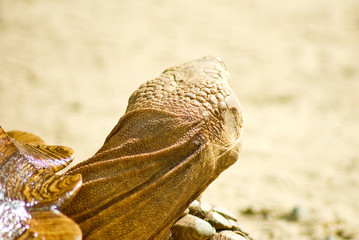 image of turtle