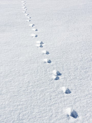 footprints in the snow