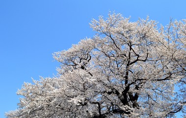 桜