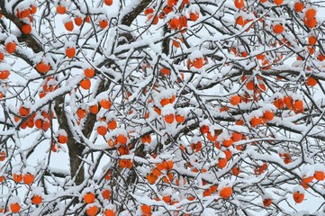 柿に積もる雪