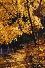 Maple with yellow leaves