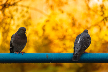 Pigeons sitting on a pipe