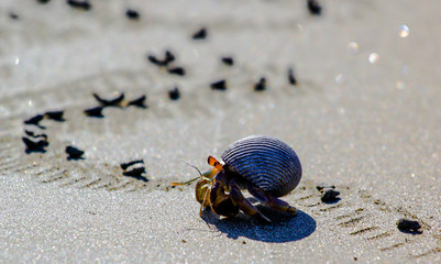 Hermit crab