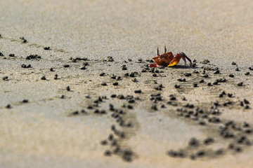 Crab