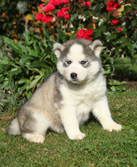 Beautiful puppy of siberian husky in the garden