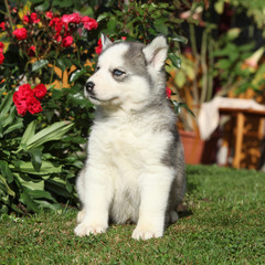 Beautiful puppy of siberian husky in the garden