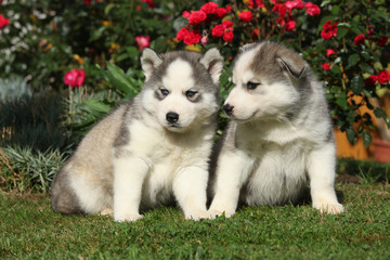 Fototapeta na wymiar Two gorgeous puppies sitting in front of red roses
