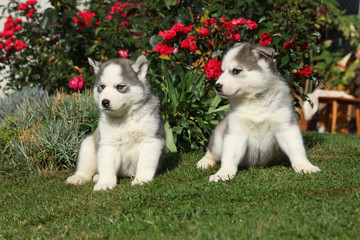 Two gorgeous puppies sitting in front of red roses