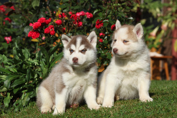 Two gorgeous puppies sitting in front of red roses