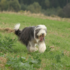 Bearded collie running in nature