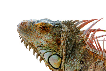Iguana on white background