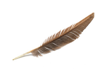 Brown feather on a white background. Photo.