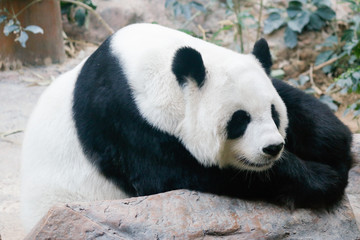 Giant Panda bear