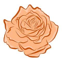 orange rose isolated illustration