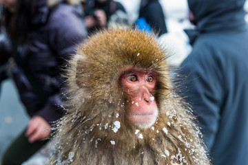 Snow Monkey