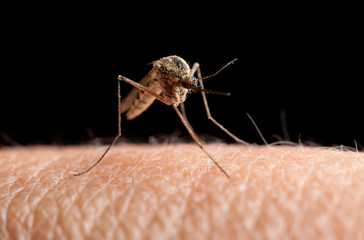 Mosquito (Culex pipiens) going to sting