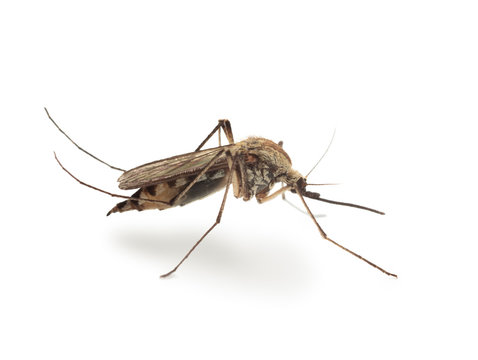Bloodsucker mosquito (Culex pipiens)
