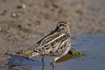 beccaccino (Gallinago gallinago) nel fango