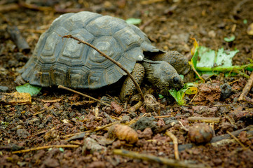 turtle in san cristobal galapagos islands