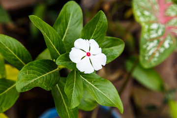 generic white flower