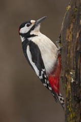 Woodpecker (Dendrocopos major) perched on a log