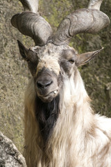 Markhor resting on a rock