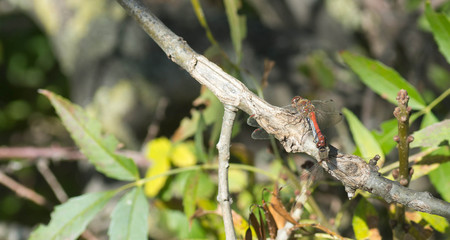 Libellules