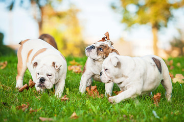 English bulldog puppies playing with leaves in the park © Rita Kochmarjova