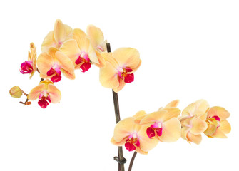 Fototapeta na wymiar orange orchid branch