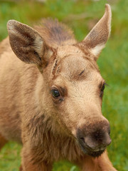 Eurasian Elk (Alces alces)