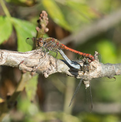 Reproduction des libellules © Marylène