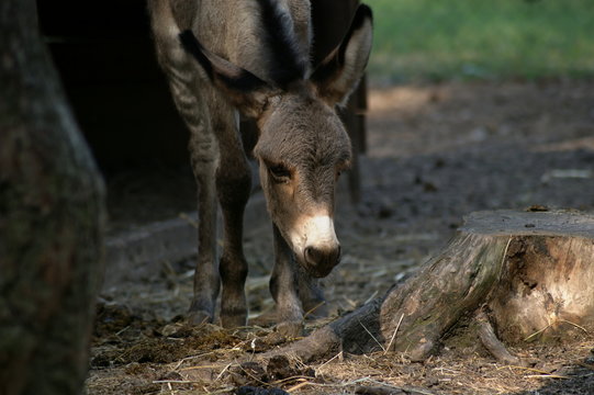 Eselfohlen