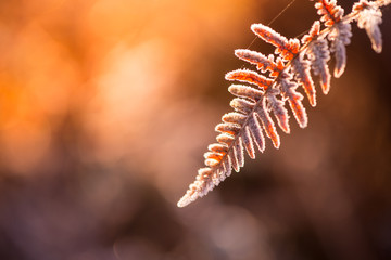 Frost  on early morning meadow at sunrise in vintage colors